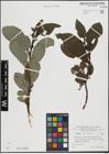 Foto von Salix hastata L.